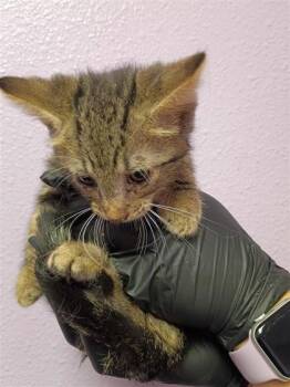 61310295 -  Domestic Short Hair Cat for Adoption in El Paso, Texas - 61310295 | PetCurious