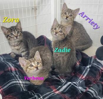 Zora -  Domestic Short Hair Cat Available for Adoption in Diamond Springs, California - Zora | PetCurious