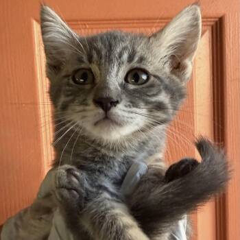 Domestic Short Hair Cats Available for Adoption in Huntington Beach, California - Harriet | PetCurious