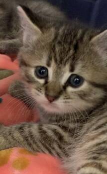 Lori -  Domestic Short Hair Cat for Adoption in Lafayette, Indiana - Lori | PetCurious