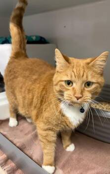 Domestic Short Hair Cats Available for Adoption - Winifred | PetCurious