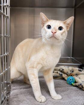 Salmon - Flame point Siamese -  Siamese Cat for Adoption in Muskego, Wisconsin - Salmon - Flame Point Siamese | PetCurious