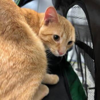 Teo -  Domestic Short Hair Cat for Adoption in Des Moines, Iowa - Teo | PetCurious
