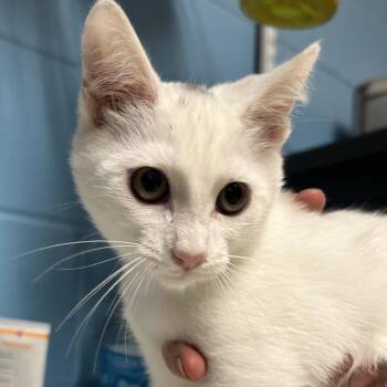 Montie -  Domestic Short Hair Cat for Adoption in Newport, North Carolina - Montie | PetCurious