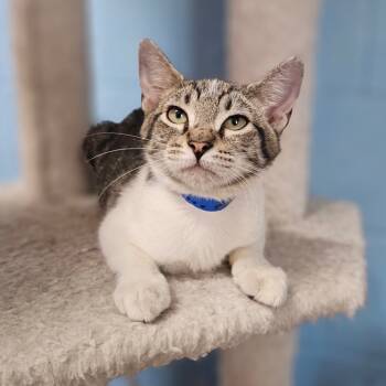 Rescue Domestic Short Hair Cats for Adoption in Laredo, Texas - Panchito | PetCurious