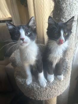 Cat-Nap (must adopt with Cat-Nip) -  Tuxedo Cat for Adoption in New Bedford, Massachusetts - Cat-Nap (must Adopt With Cat-Nip) | PetCurious
