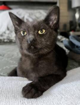 Kodiac -  Domestic Short Hair Cat for Adoption in Phoenix, Arizona - Kodiac | PetCurious