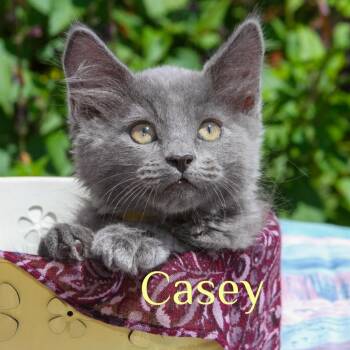 Casey -  Domestic Long Hair Cat for Adoption in Santa Rosa, California - Casey | PetCurious