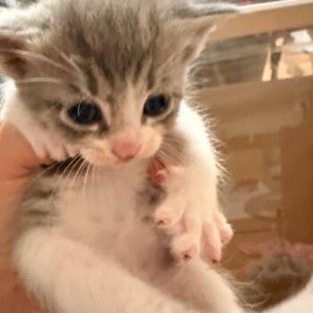 Flint -  Domestic Short Hair Cat for Adoption in Huntsville, Alabama - Flint | PetCurious