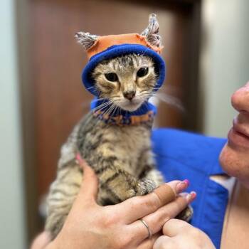 Hoodie -  Domestic Short Hair Cat for Adoption in Spring Hill, Kansas - Hoodie | PetCurious