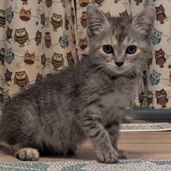 Rescue Domestic Short Hair Cats for Adoption in Evansville, Indiana - Violet | PetCurious