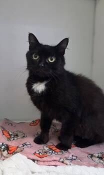Noirette -  Domestic Medium Hair Cat for Adoption in Delson, Quebec - Noirette | PetCurious