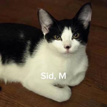 Sid -  Domestic Short Hair Cat for Adoption in Shrewsbury, Massachusetts - Sid | PetCurious