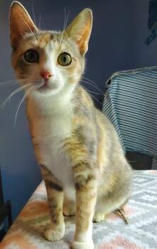 Dancer -  Calico Cat for Adoption in Liverpool, New York - Dancer | PetCurious