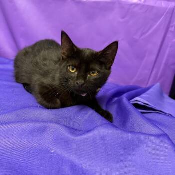 Honora -  Domestic Short Hair Cat for Adoption in North Myrtle Beach, South Carolina - Honora | PetCurious