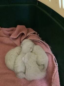 Rescue Domestic Short Hair Cats for Adoption in Fort Worth, Texas - Sven | PetCurious