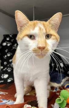 Rescue Domestic Short Hair Cats for Adoption in Moundsville, West Virginia - Meowcolm | PetCurious