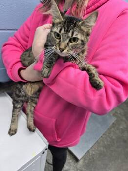 Rescue Domestic Medium Hair Cats for Adoption in Evansville, Indiana - Bellamina | PetCurious