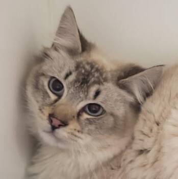 Willow Preston -  Domestic Long Hair and Siamese Cat Available for Adoption in Hudson, Massachusetts - Willow Preston | PetCurious
