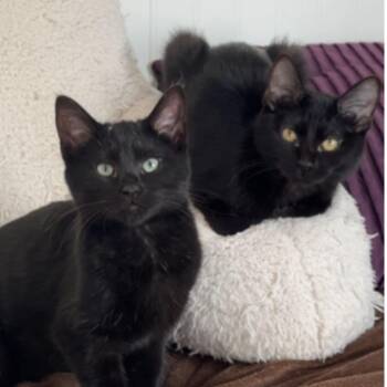Domestic Short Hair Cats Available for Adoption - Billy / Zoey | PetCurious