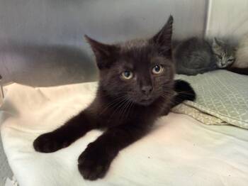 Domestic Short Hair Cats Available for Adoption in Pomona, New York - April O