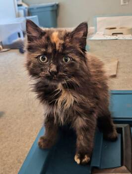 Risa -  Maine Coon and Tortoiseshell Cat for Adoption in Ypsilanti, Michigan - Risa | PetCurious