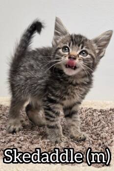Skedaddle  -  Domestic Short Hair Cat Available for Adoption in Chilliwack, British Columbia - Skedaddle  | PetCurious
