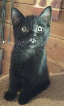 Lyle -  Domestic Short Hair Cat for Adoption in Othello, Washington - Lyle | PetCurious