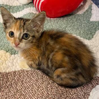 Serena -  Domestic Short Hair Cat for Adoption - Serena | PetCurious