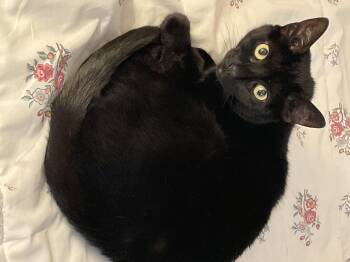 Rescue Domestic Short Hair Cats for Adoption in Maple Glen, Pennsylvania - Scout | PetCurious