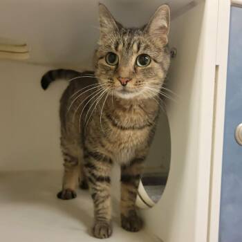 Mushy (fka Missy) -  Domestic Short Hair Cat for Adoption in Columbia, Missouri - Mushy (fka Missy) | PetCurious