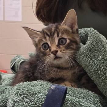 Sparks -  Domestic Short Hair Cat for Adoption in Bristol, Indiana - Sparks | PetCurious