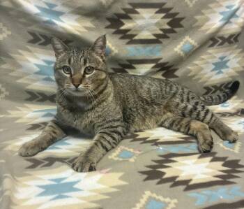 Domestic Short Hair Cats Available for Adoption - Lewis | PetCurious