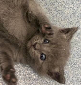 Esther -  Domestic Short Hair Cat for Adoption in Portland, Indiana - Esther | PetCurious