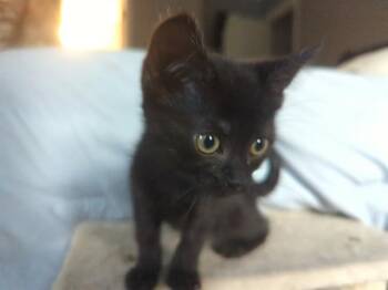 MS. BLACKIE -  Domestic Short Hair Cat for Adoption in Charlotte, North Carolina - MS. BLACKIE | PetCurious