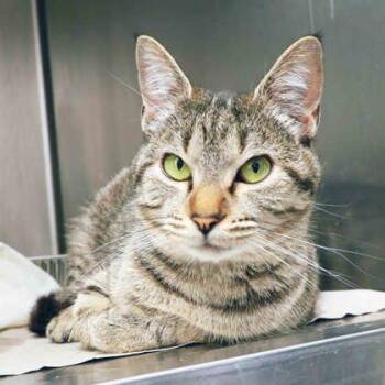 Domestic Short Hair Cats Available for Adoption in Atlanta, Georgia - Princess C | PetCurious