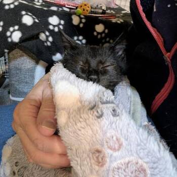 Raid -  Domestic Short Hair Cat for Adoption in Sioux Falls, South Dakota - Raid | PetCurious
