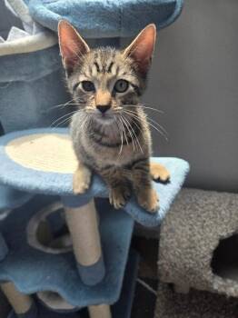 Bastian -  Domestic Short Hair Cat for Adoption - Bastian | PetCurious