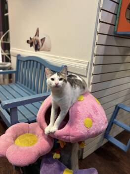 Domestic Short Hair Cats Available for Adoption in The Colony, Texas - Sir Cadbury | PetCurious