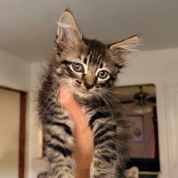 Friar Tuck -  Domestic Long Hair Cat for Adoption in Boerne, Texas - Friar Tuck | PetCurious