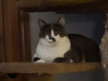 Aurelio -  Domestic Short Hair Cat for Adoption in Bloomington, Indiana - Aurelio | PetCurious