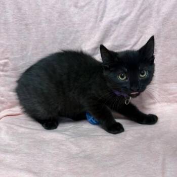 Domestic Short Hair Cats Available for Adoption in Janesville, Wisconsin - Leah | PetCurious