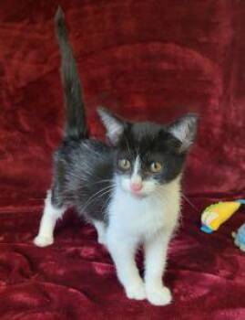 Tatiana -  Domestic Short Hair Cat for Adoption in Bucyrus, Ohio - Tatiana | PetCurious