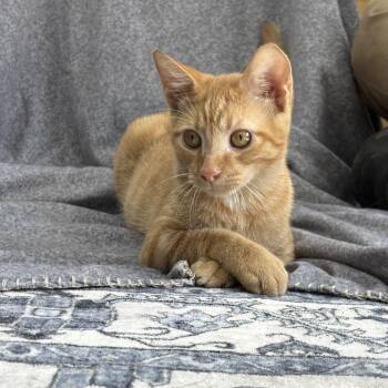 Yankee -  Domestic Short Hair Cat for Adoption in Madisonville, Kentucky - Yankee | PetCurious