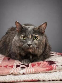 Diva -  Domestic Long Hair and Domestic Short Hair Cat for Adoption in Bowling Green, Kentucky - Diva | PetCurious