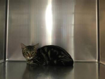 ZEDD -  Domestic Short Hair Cat for Adoption in Thousand Palms, California - ZEDD | PetCurious