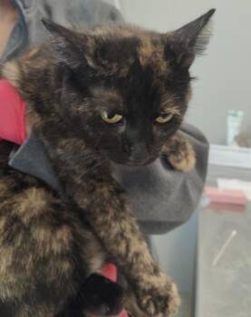 Continental Breakfast -  Domestic Short Hair Cat for Adoption in Lafayette, Indiana - Continental Breakfast | PetCurious