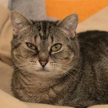 Sky -  Domestic Short Hair Cat for Adoption in Chilliwack, British Columbia - Sky | PetCurious