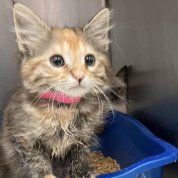 Domestic Medium Hair Cats Available for Adoption in Lakeland, Florida - Dior | PetCurious
