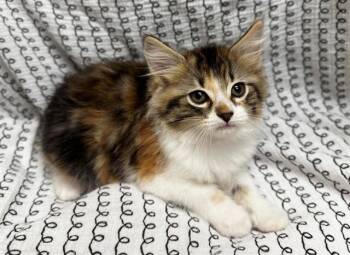 A551412 -  Domestic Medium Hair Cat Available for Adoption in Moreno Valley, California - A551412 | PetCurious